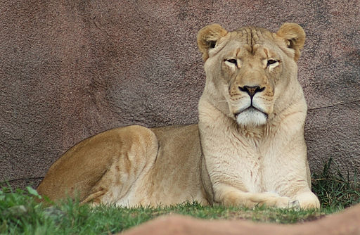 Female African Lion (Panthera leo) (0347) - Relic38