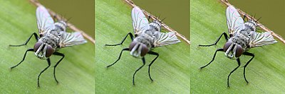 Series of images demonstrating a six-image focus bracket of a Tachinid fly. First two images illustrate typical DOF of a single image at f/10 while the third image is the composite of six images. Focus stacking Tachinid fly.jpg