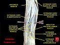 Múscul extensor radial llarg del carp.