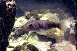 Fundulus similis