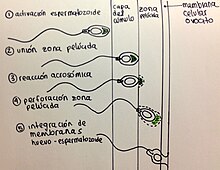 Fecundacion Externa Y Interna Diferencias