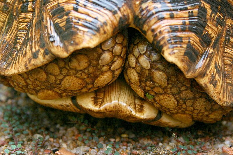 Shy Leopard Tortoise