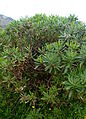 Koulenka vrbová (Globularia salicina), keřovitý druh rozšířený v Makaronésii