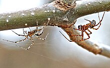 Hammock Spiders (Pityohyphantes sp.) courting. Female left and male right. Hammock Spiders (Pityohyphantes).jpg