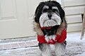 Havanese Image 2.jpg