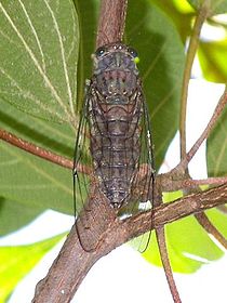 Cicadidae