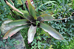 Description de l'image Hohenbergiopsis guatemalensis.jpg.