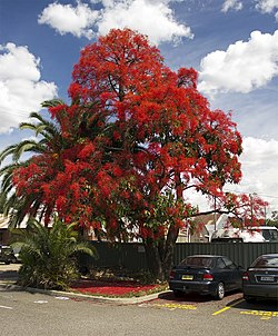 Δέντρο Brachychiton acerifolius, σε πλήρη άνθιση.