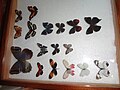 Exposición de mariposas