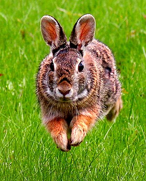 Self made image of Eastern Cottontail