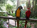 Makaw di Birdworld Kuranda, Queensland