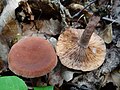 !Lactarius serifluus!