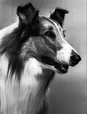 Lassie traveled on her own in the final CBS season (1970-71), getting into various adventures before settling in at the Holden Ranch for the final two seasons of the series once it moved to first-run syndication. (1971-1973) Lassie 1971.JPG