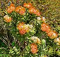 Leucospermum erubescens