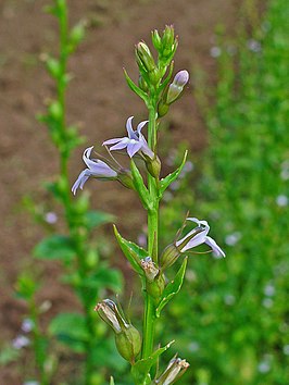 Blaaslobelia