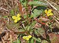 Ludwigia perennis in Narsapur, Medak district, India.