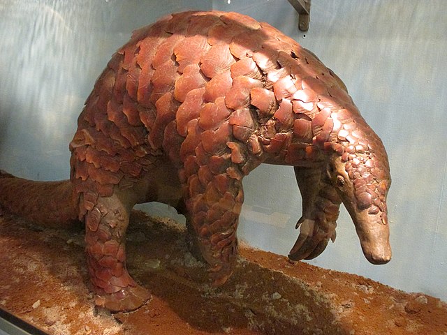 Pangolin géant taxidermisé.