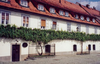 The over 400 year old Žametovka vine and a daughter vine growing outside the Old Vine House in Maribor, Slovenia