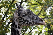 Masai Giraffe 001.jpg