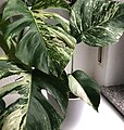 Monstera Variegata