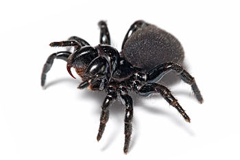 English: Female Mouse Spider, Missulena bradle...