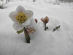 Après une chute de neige.