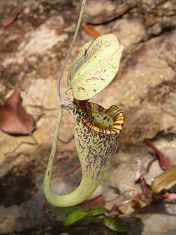 Une fourmi marchant sur l'ascidie d'une Nepenthes rafflesiana dans un parc national à Bornéo. (définition réelle 1 488 × 1 984*)