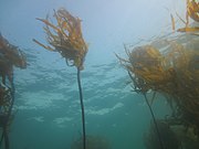 Bull kelp (Nereocystis luetkeana) at Caspar Point, California