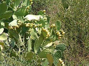 Opuntia ficus-indica