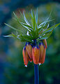 Große, noch geschlossene Blüten der Kaiserkrone-Sorte ‘Orange Billian’