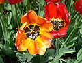 Darwin tulip and Red fringed tulip