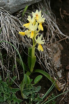 Description de l'image Orchis pauciflora 1.jpg.
