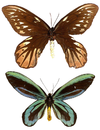 Ornithoptera alexandrae