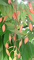 Amherstia nobilis beginning of the inflorescence