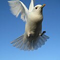 Mouette ivoire en vol au Spitzberg