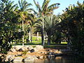 Miniatura para Palmetum de Santa Cruz de Tenerife