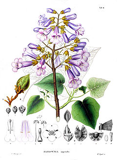 Paulownia imperialis