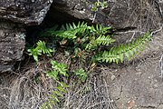 Growing in a rocky crevice in Otago, New Zealand