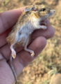 Merriam's pocket mouse