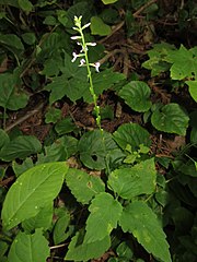 P. nana (syn. P. leptostachya var. asiatica)