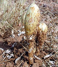 Podaxis pistillaris, a gasteroid fungus adapted to arid conditions Podaxis pistillaris.jpg