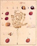 Life cycle of the Polish cochineal in Johann Philipp Breyne's Historia naturalis Cocci Radicum... (1731)