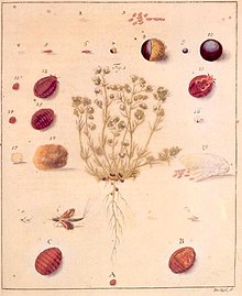 A Lengyel bíborpajzstetű életciklusa Breyne's Historia naturalis Cocci Radicum... (1731)