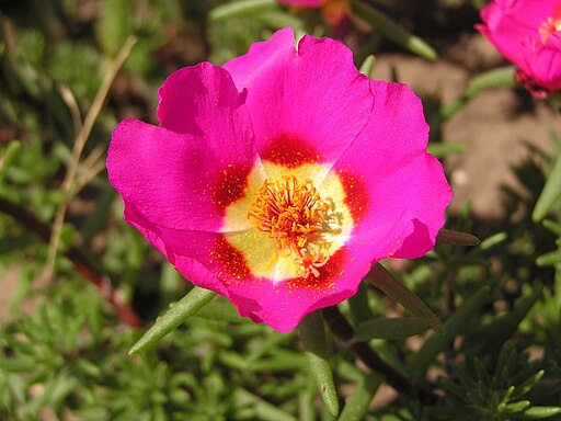 Portulaca grandiflora in Sedovo 004