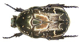 Protaetia cuprina