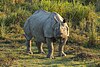 Носорог-единорог, Казиранга (2006) .jpg