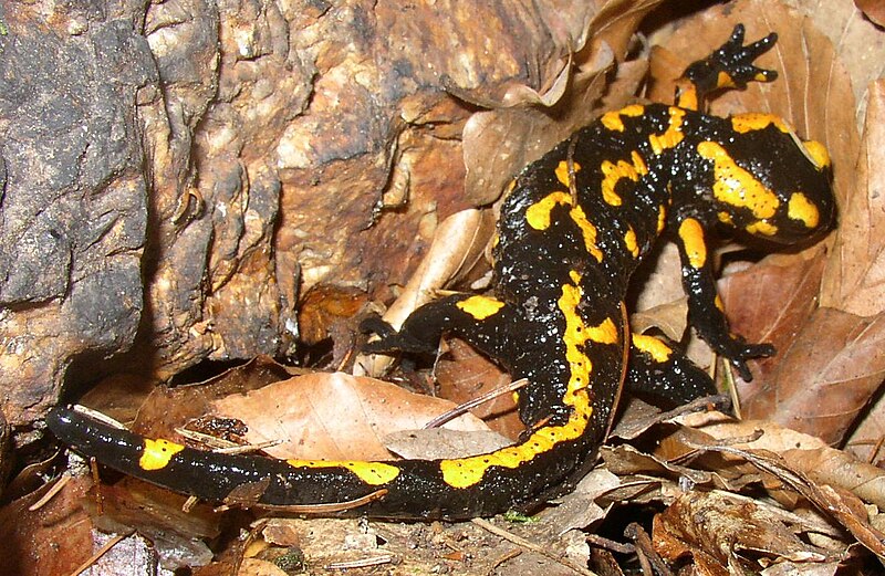 800px Salamandra salamandra CZ