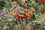 Miniatura para Salvia africana-lutea