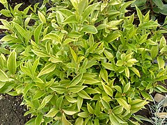 Sarcococca orientalis