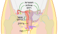 תמונה ממוזערת לגרסה מ־00:21, 4 ביולי 2021